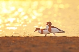 翘鼻麻鸭：我才不是丑小鸭