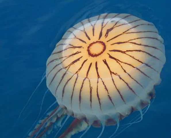 693967466ee6f.jpg 693967466ee6f.jpg