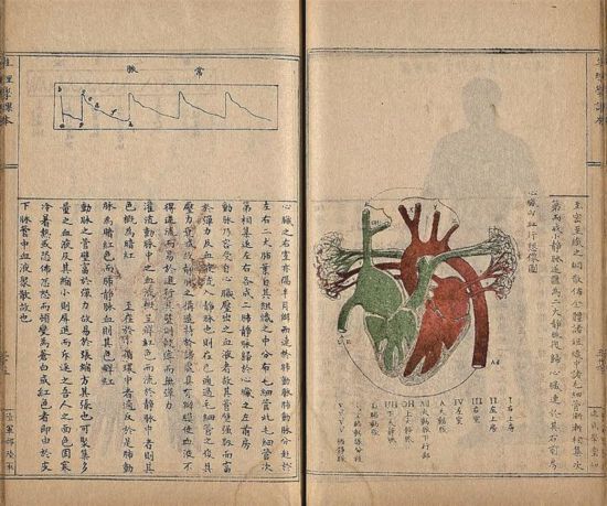 清光绪三十三年（公元一九零七年）陆军部陆军速成学堂石印本《生理学课本》。国家图书馆供图