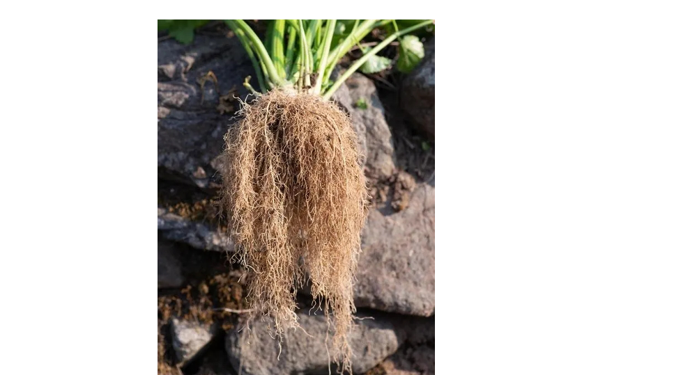 69634d8190b13.png 69634d8190b13.png