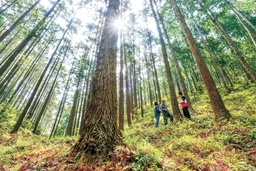 借鉴国际实践经验开展森林可持续经营