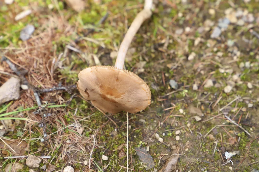 黑龙江岭峰国家级自然保护区发现中国新记录物种